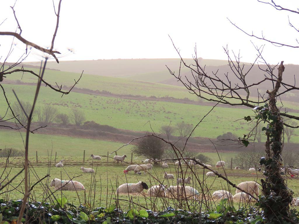 sheep