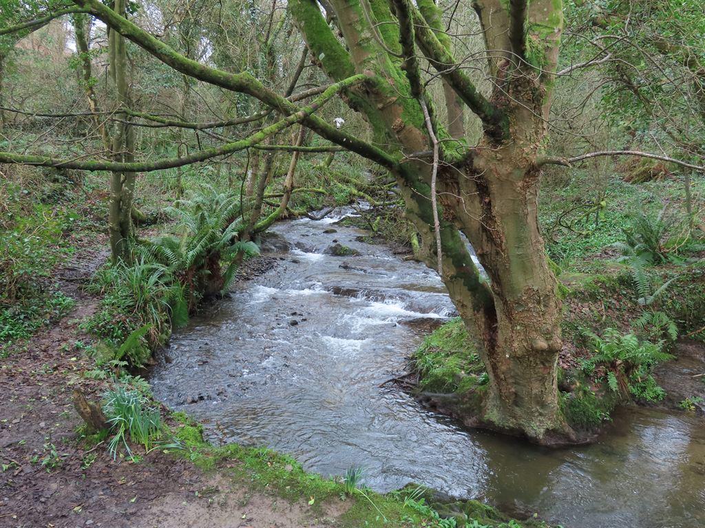 stream