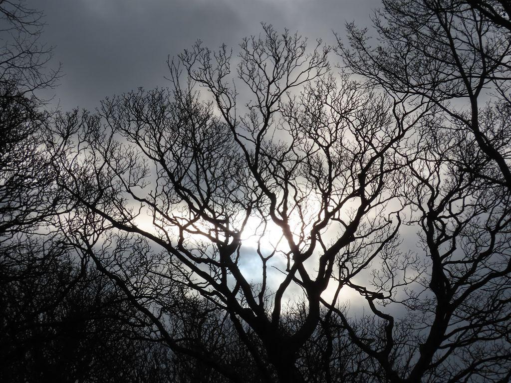wintertrees