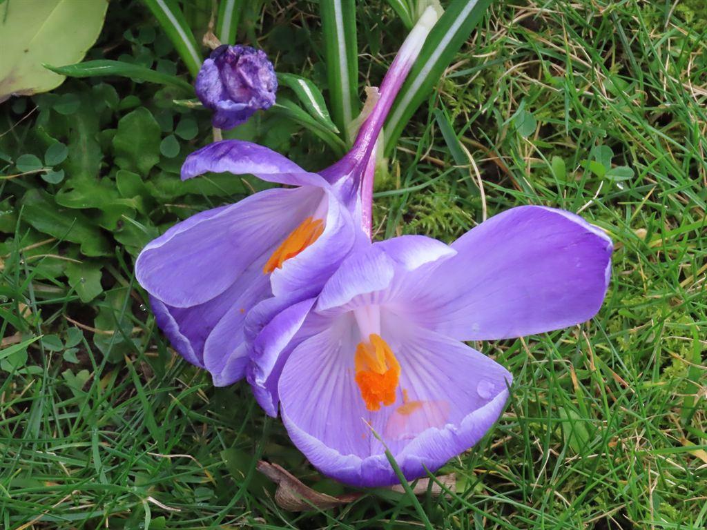 crocus2