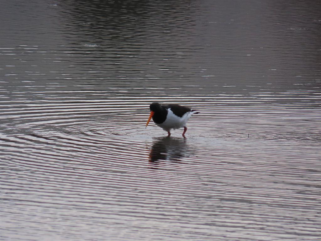 oystercatcher