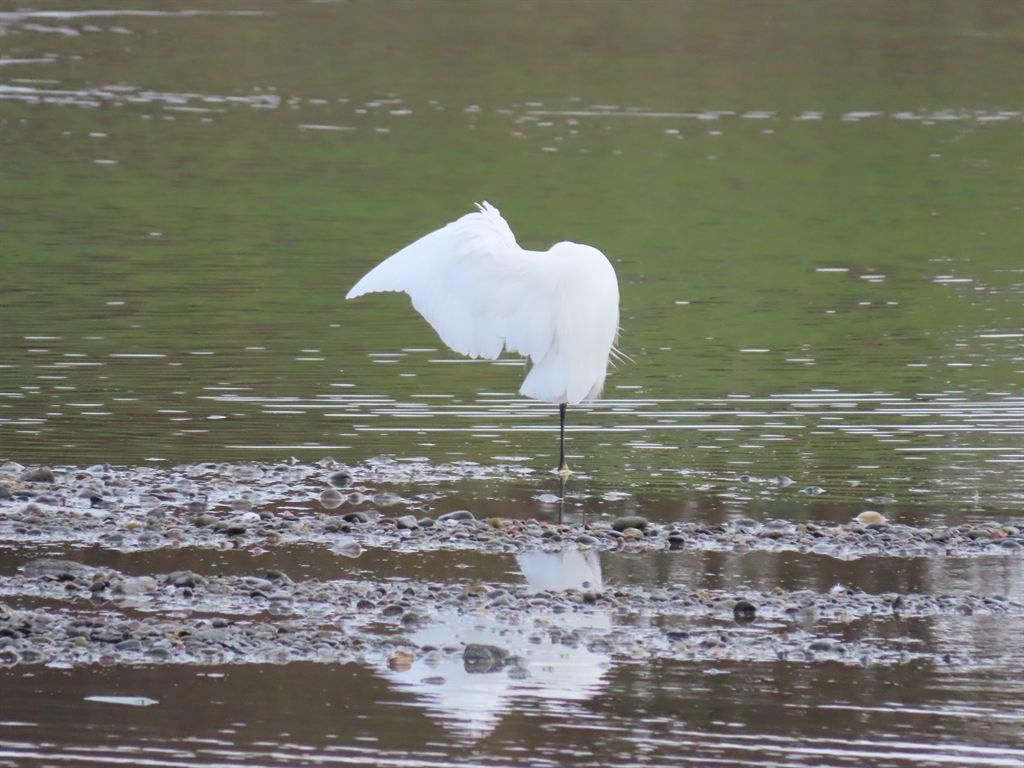 egret