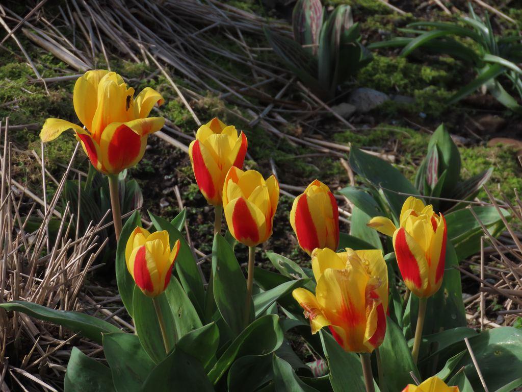 tulips