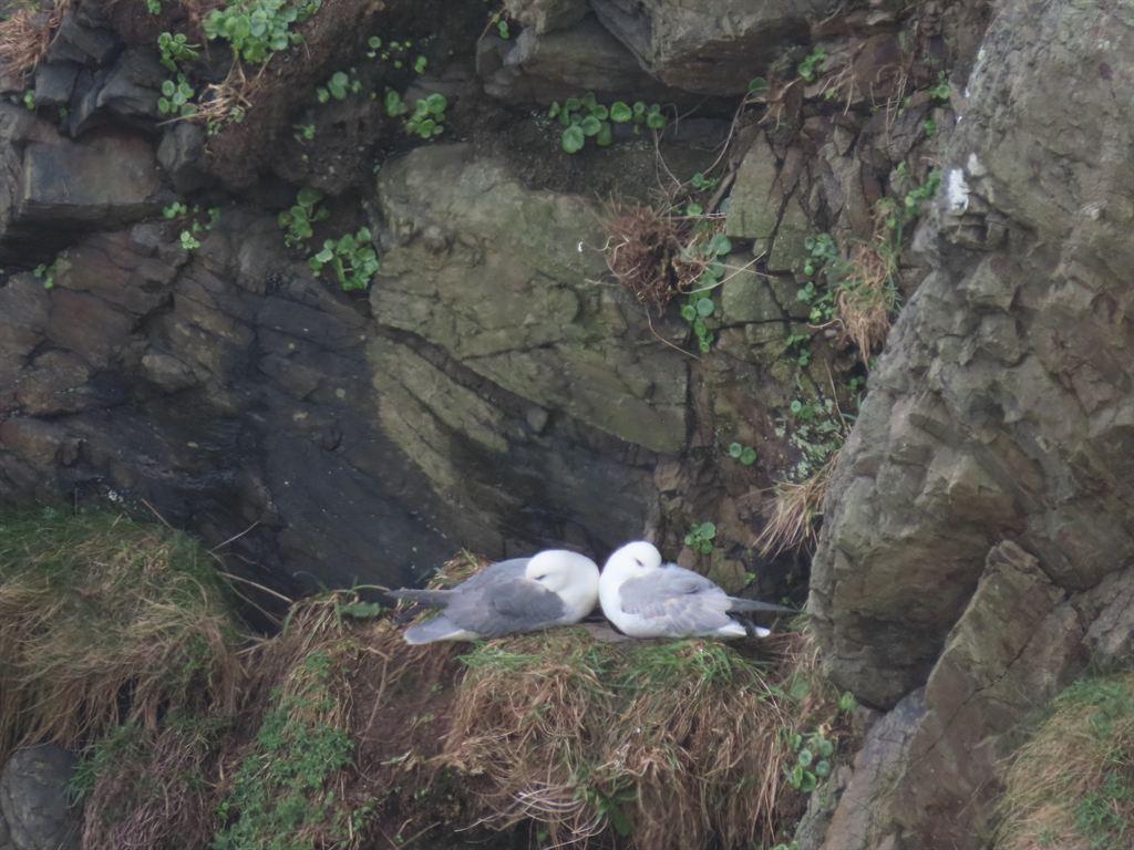 gulls