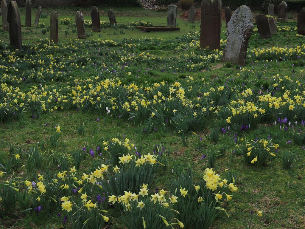 daffs1