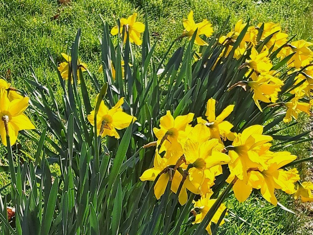 daffs1