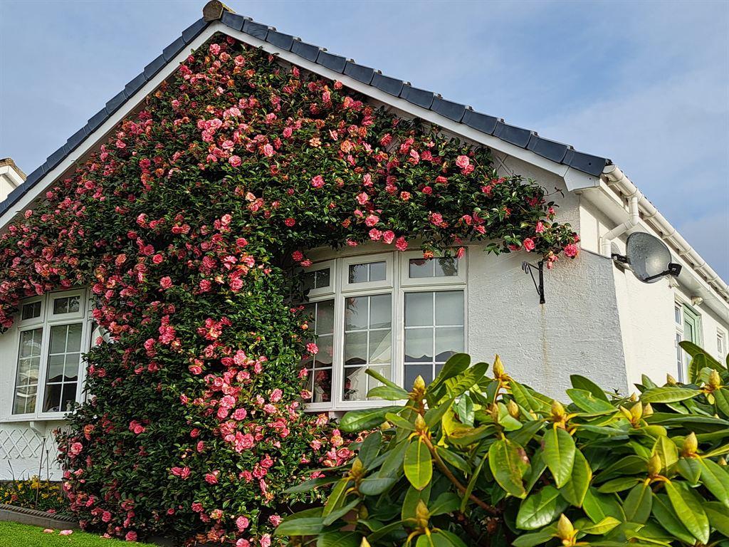 camellias