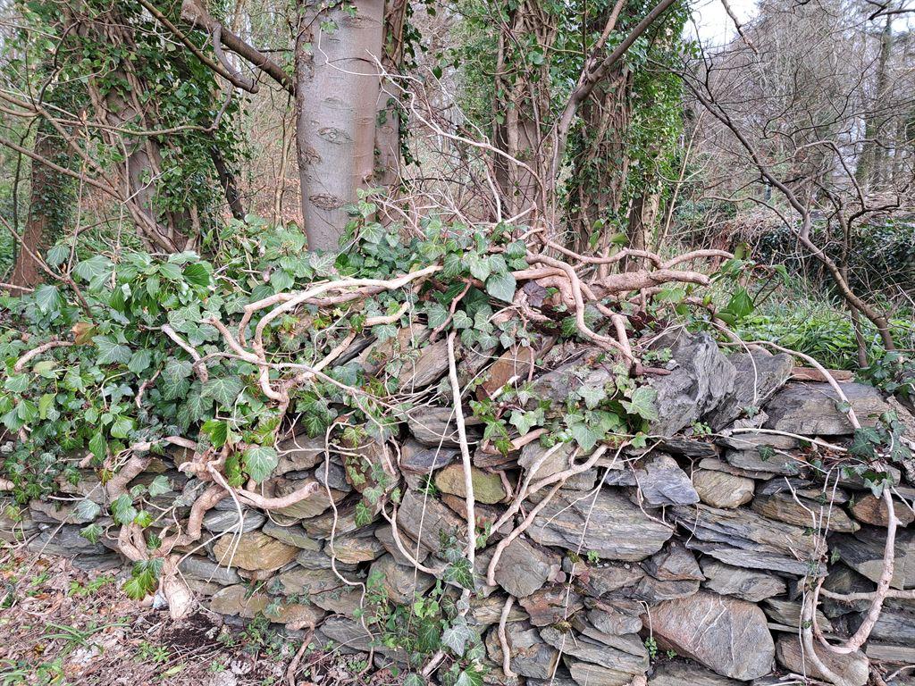 wall&ivy