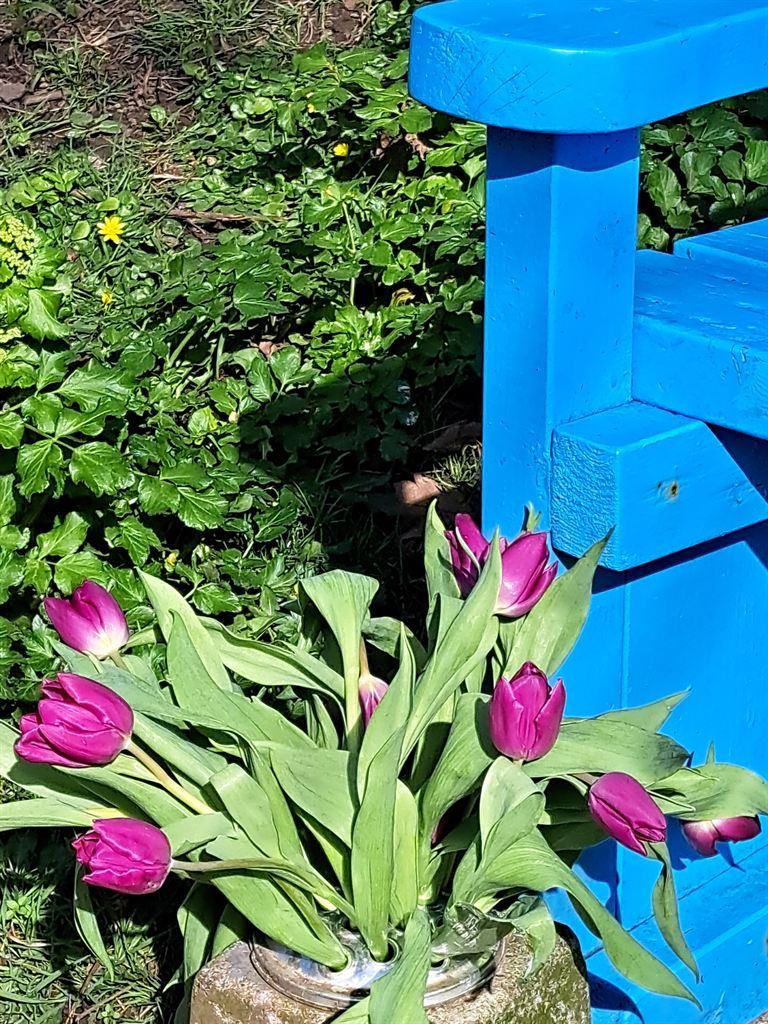 tulips