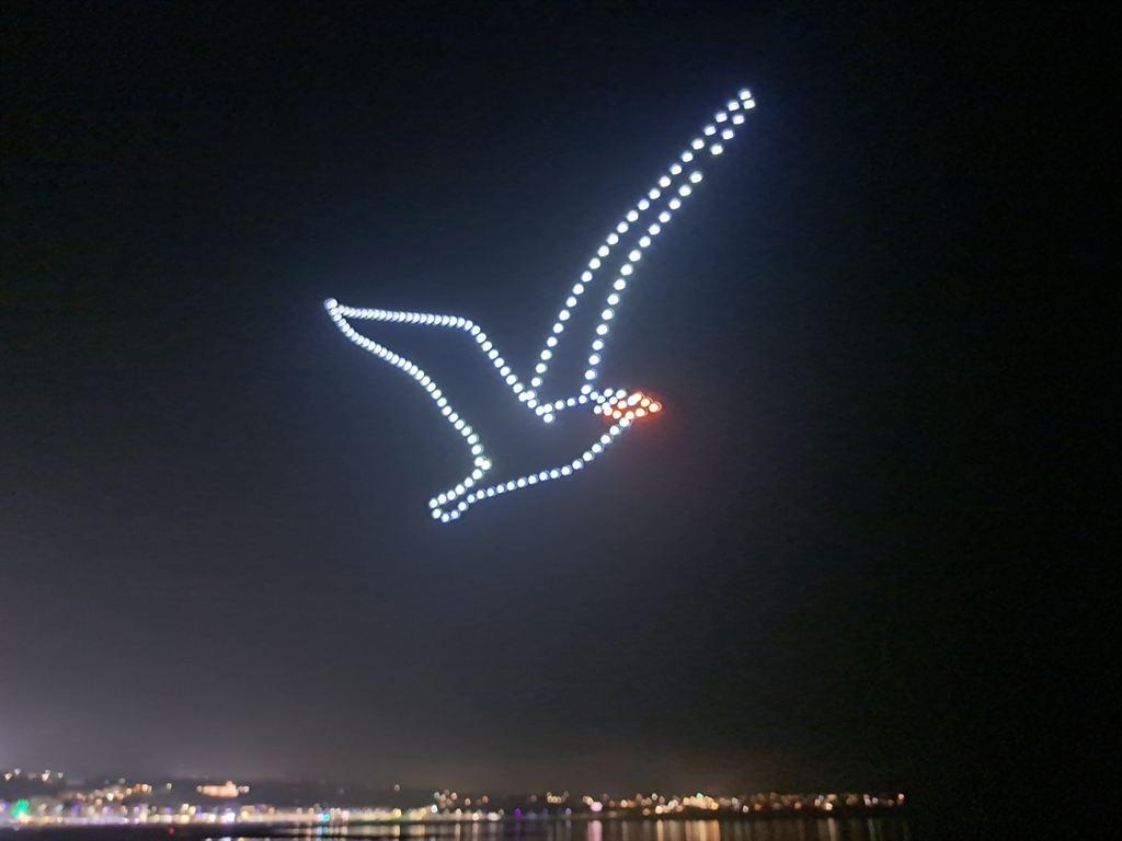 seagull
