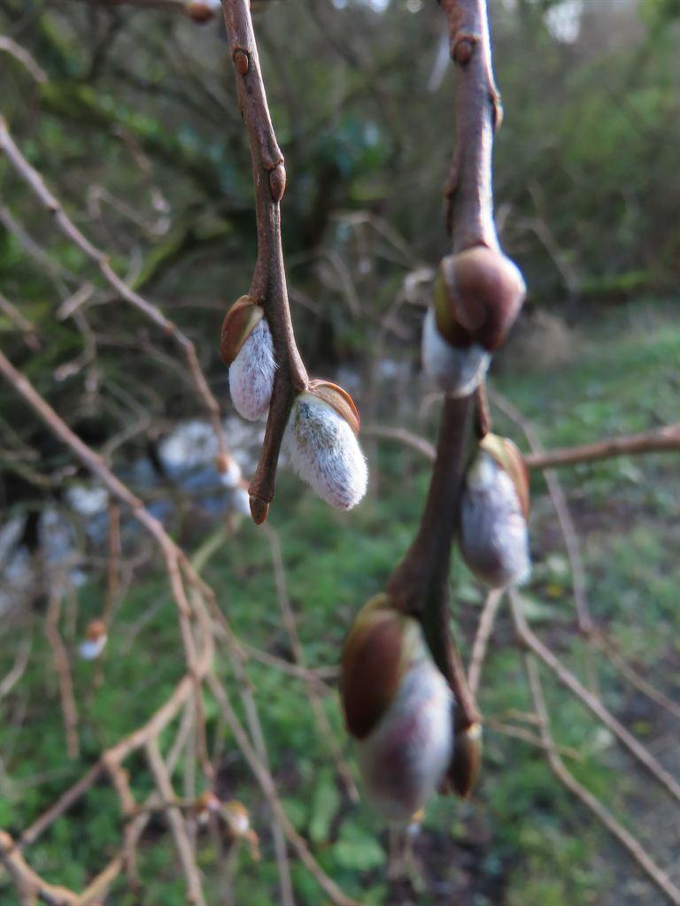 buds