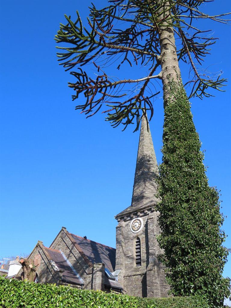 church&tree
