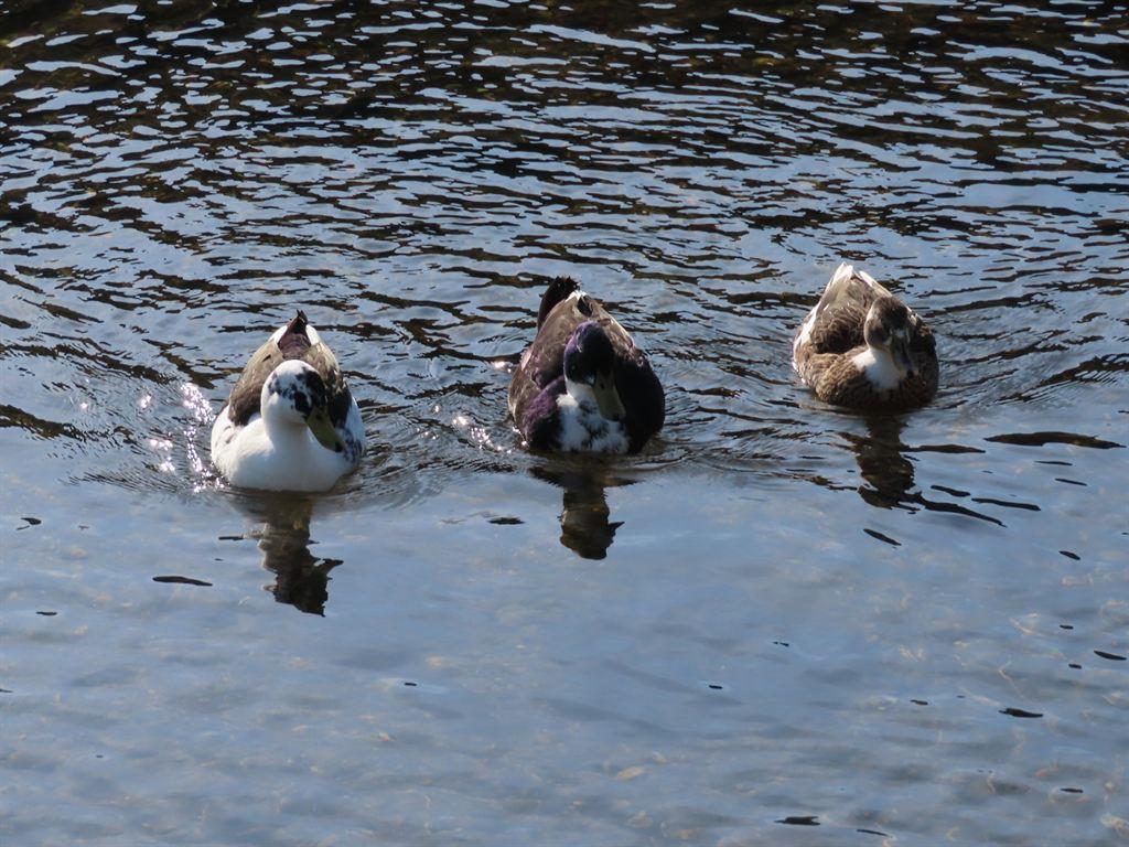 ducks
