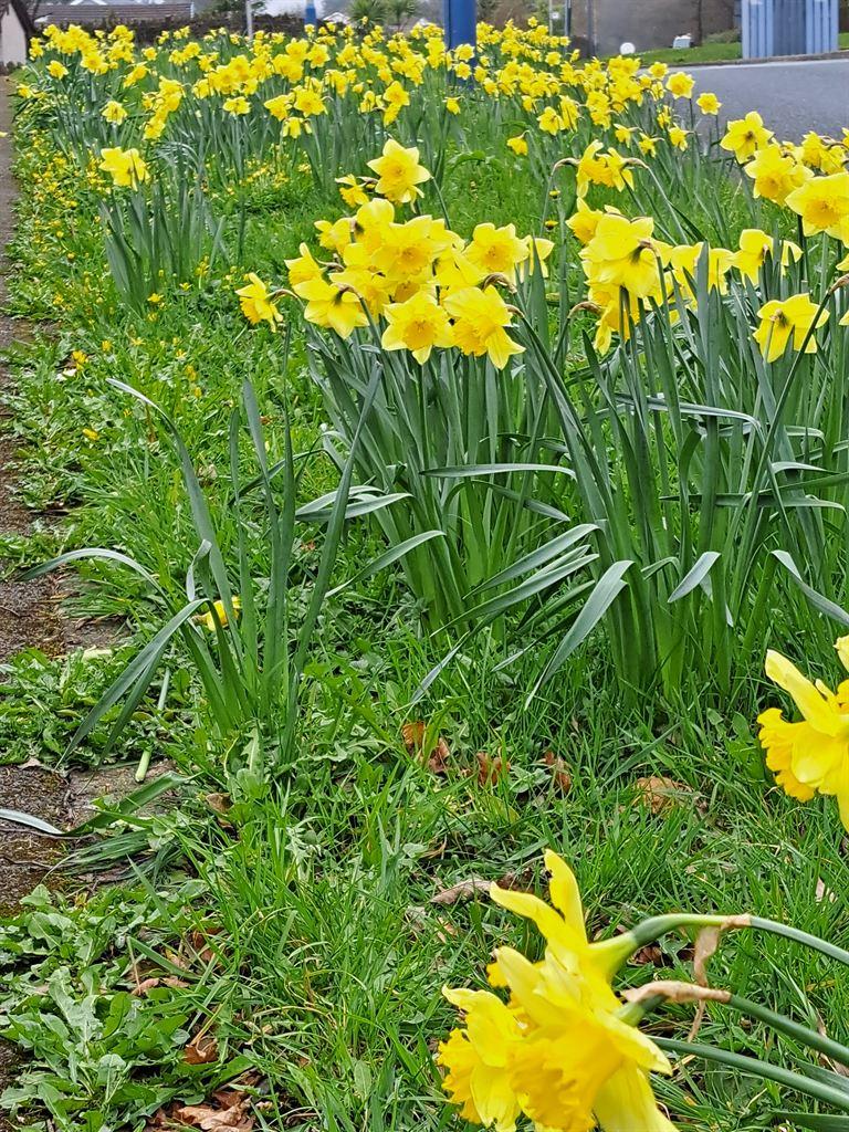 daffs2