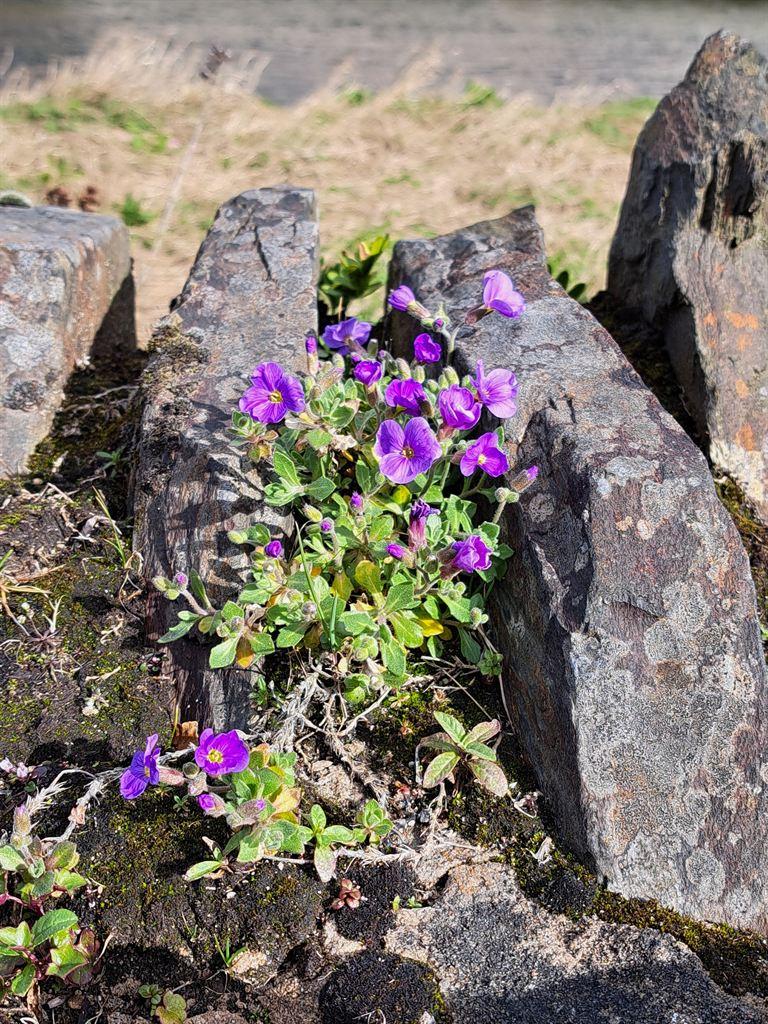 flower&wall