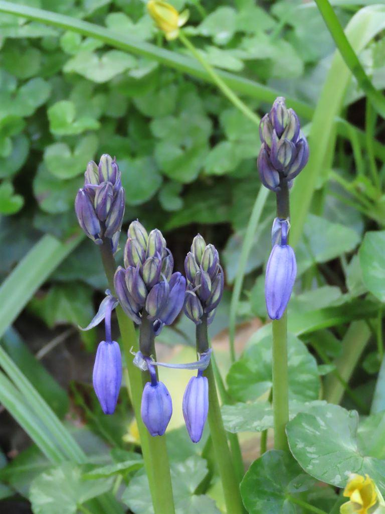 bluebells