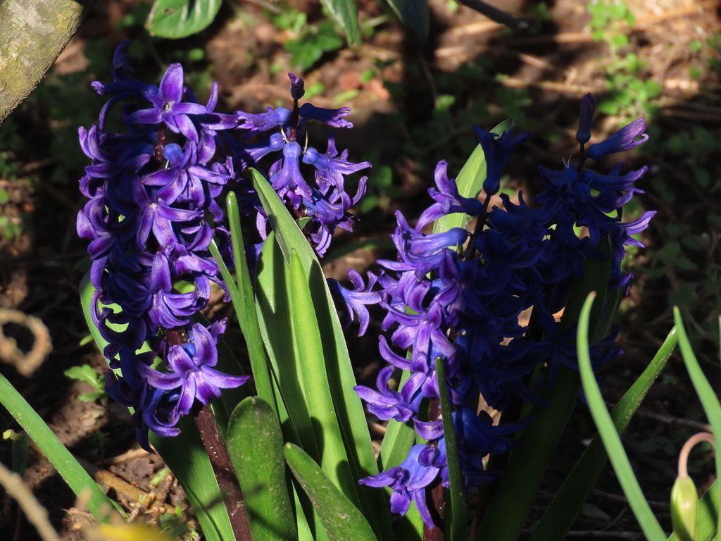 bigbluebells