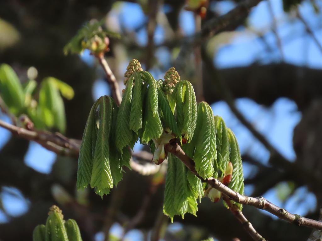 horsechestnut