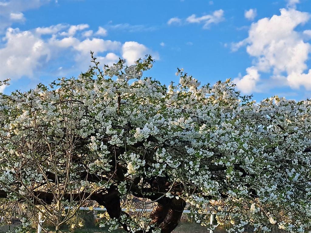 blossom
