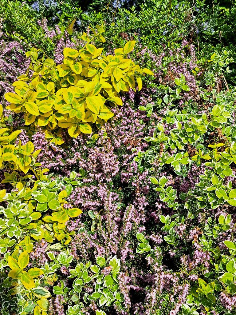 hedge