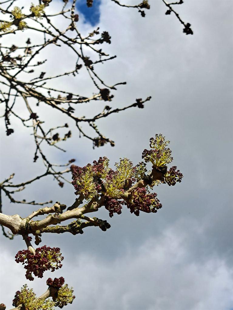 blossom