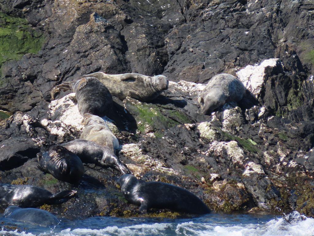 seals1