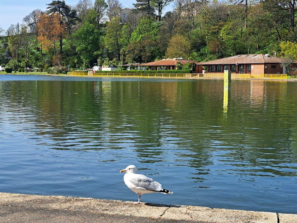seagull