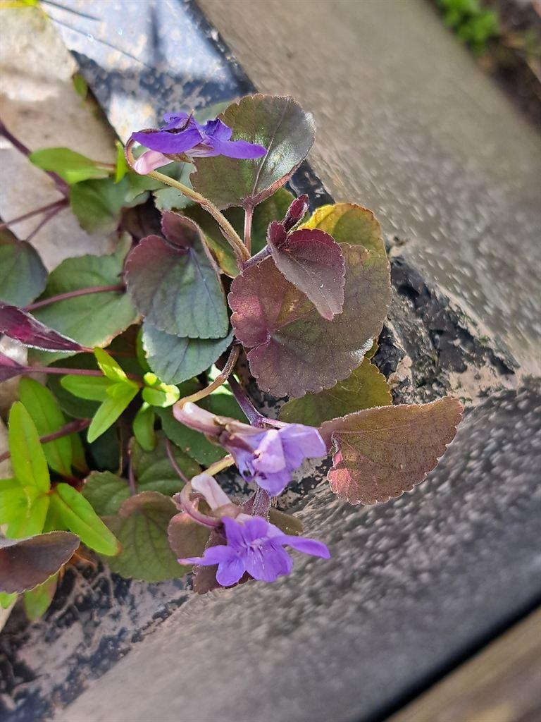 ourgarden