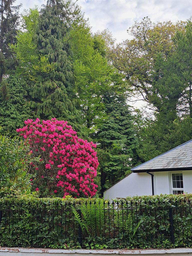 rhodies
