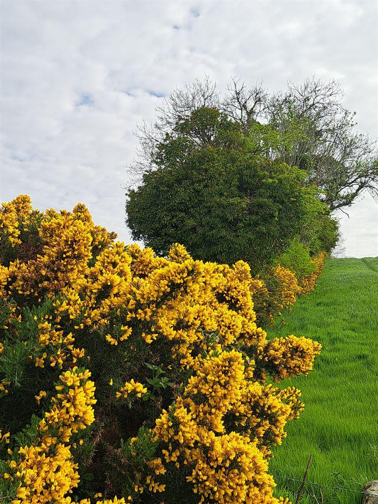 gorse