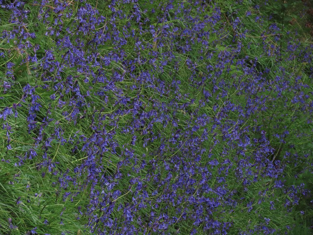 bluebs1