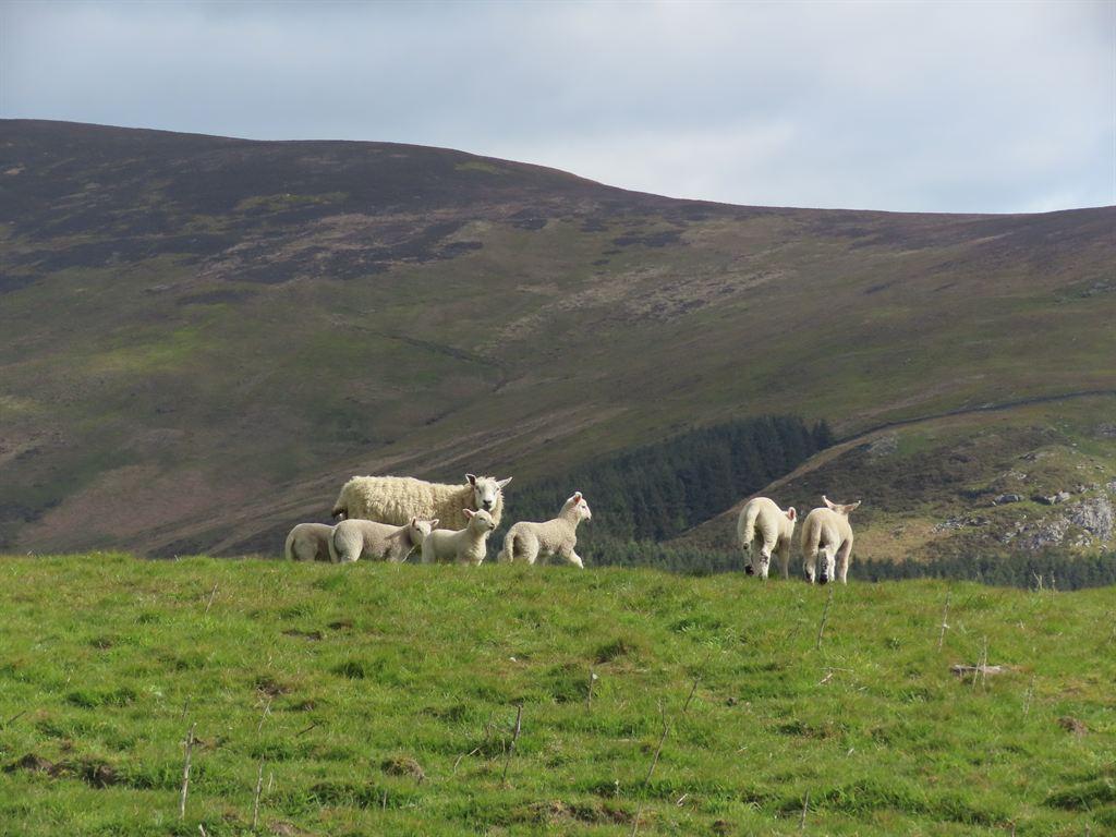 sheep1