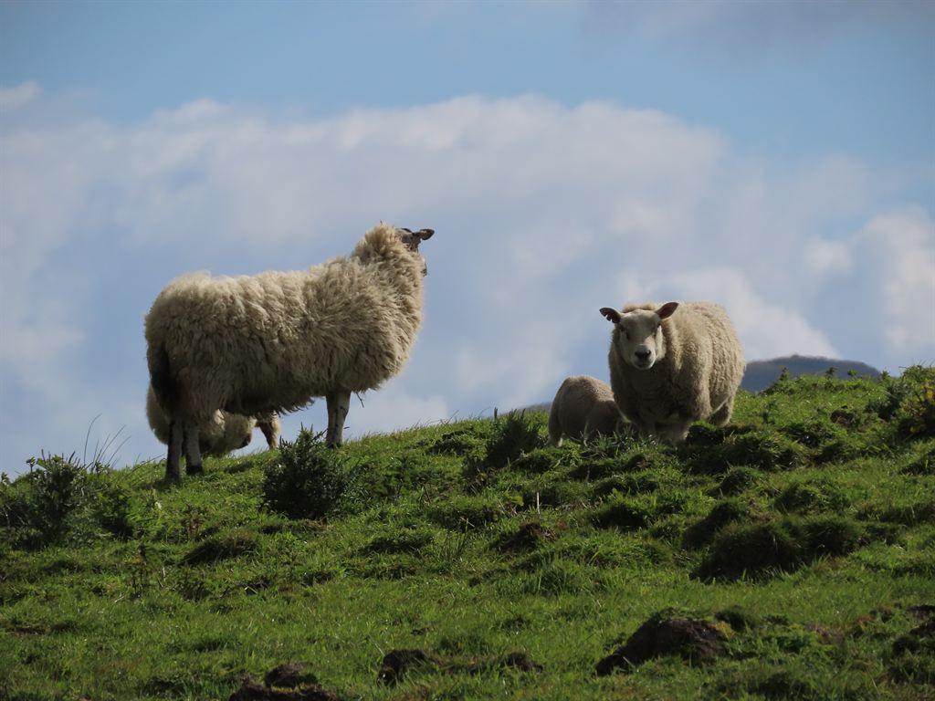 sheep2