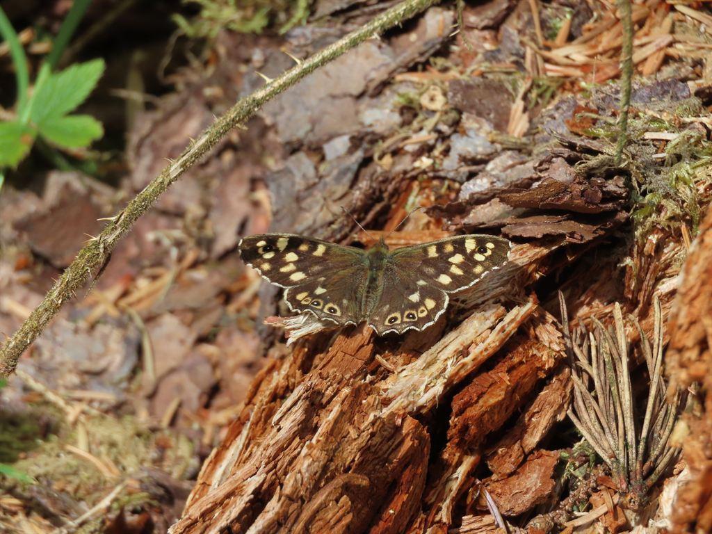 butterfly