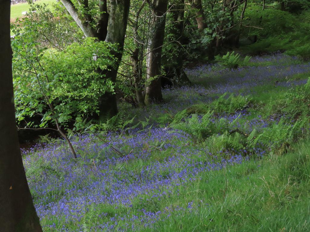 bluebells