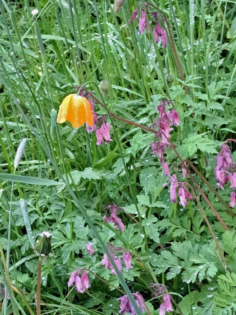 pink&yellow
