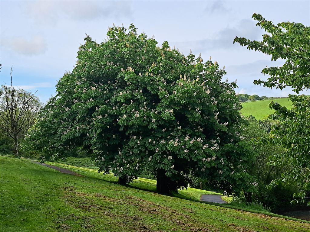 chestnut