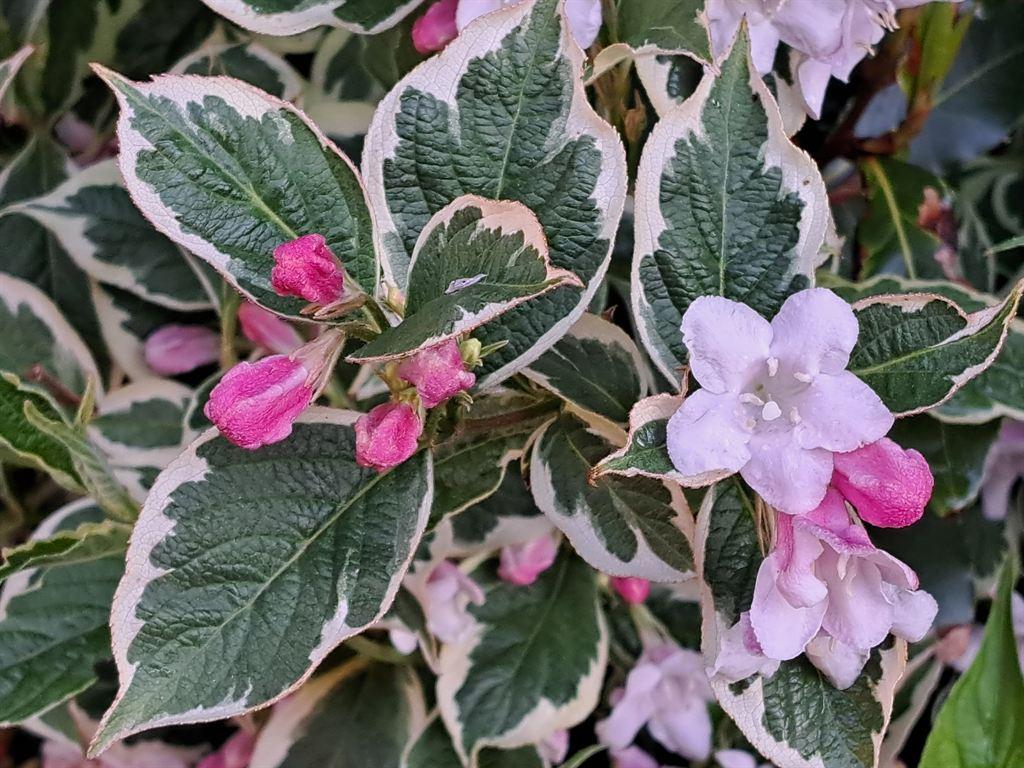 variegated