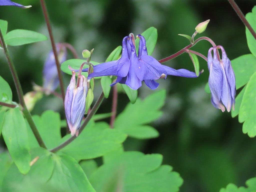 purpleflowers