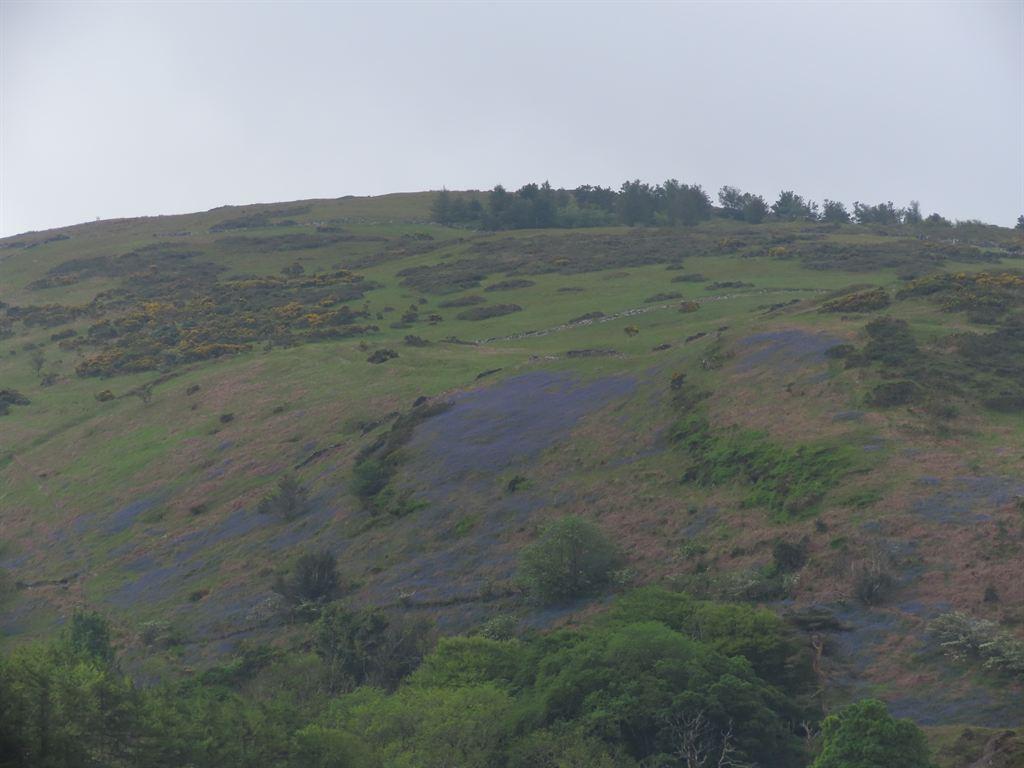 bluebells