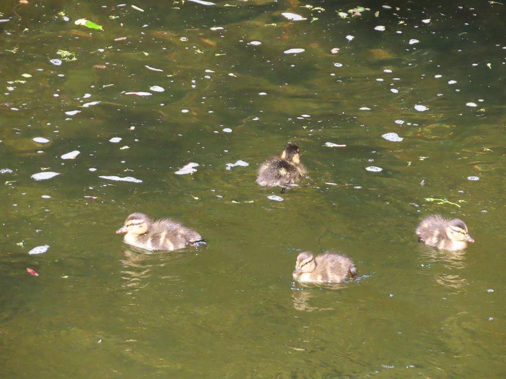 ducklings1