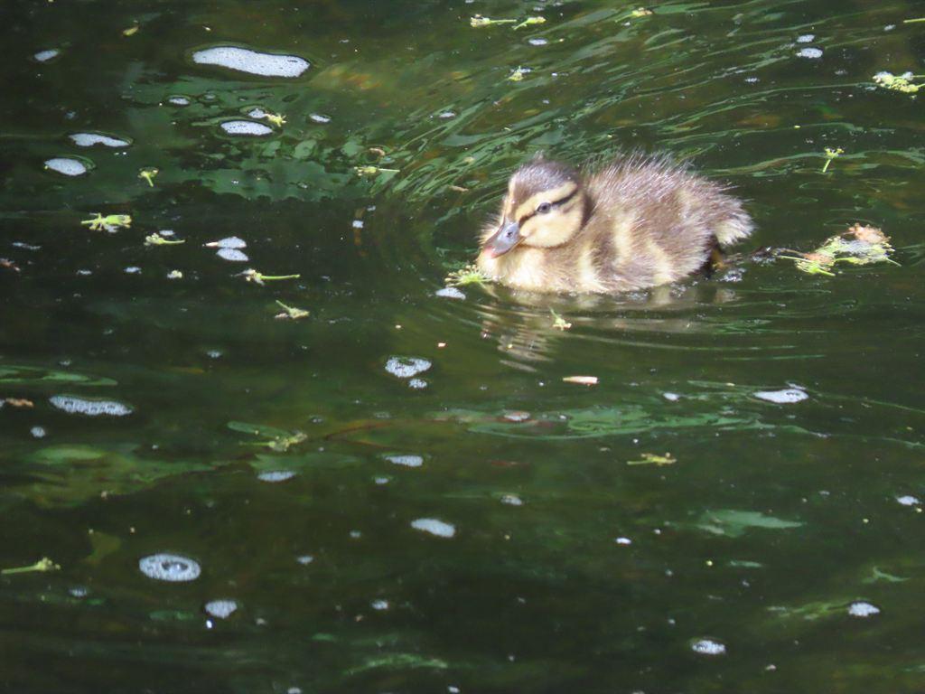 ducklings2