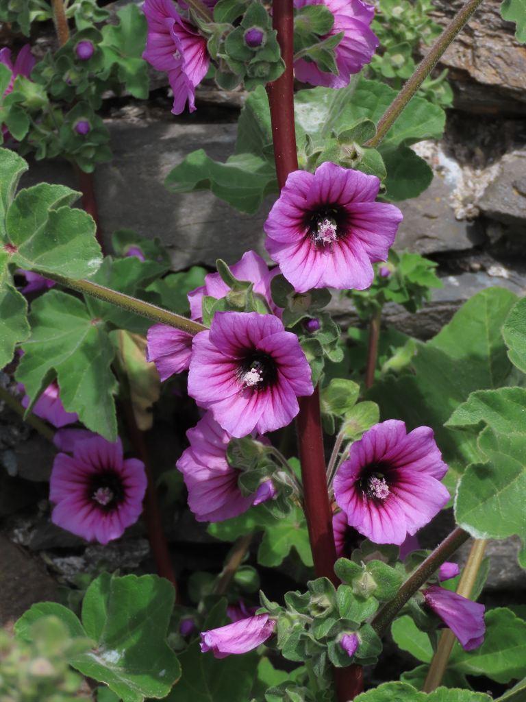 purple