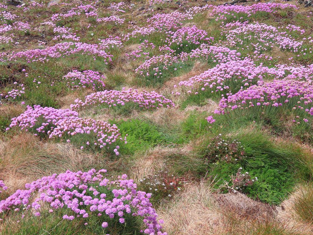 pinks2