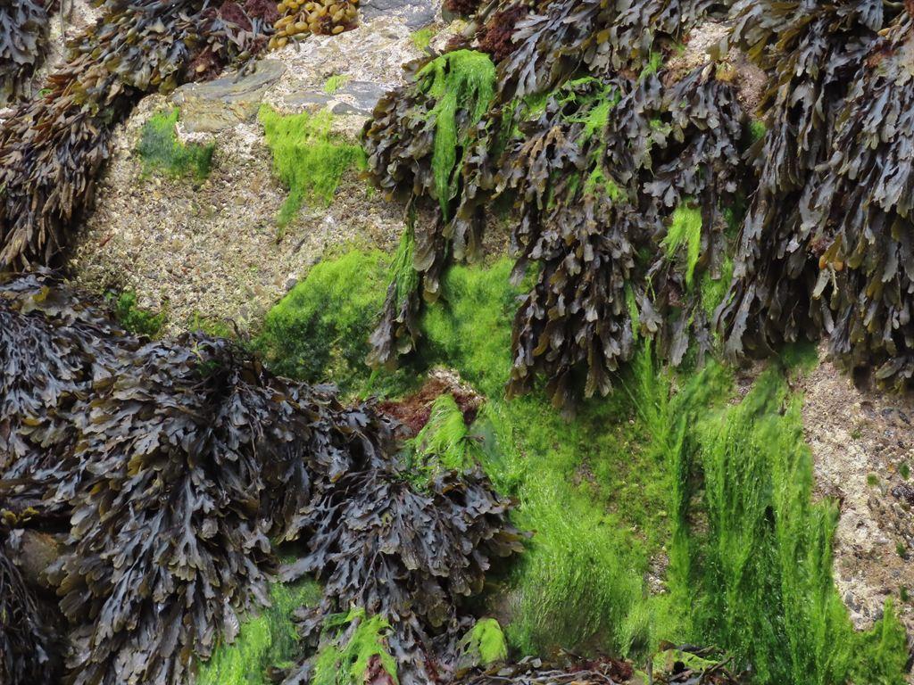 seaweed