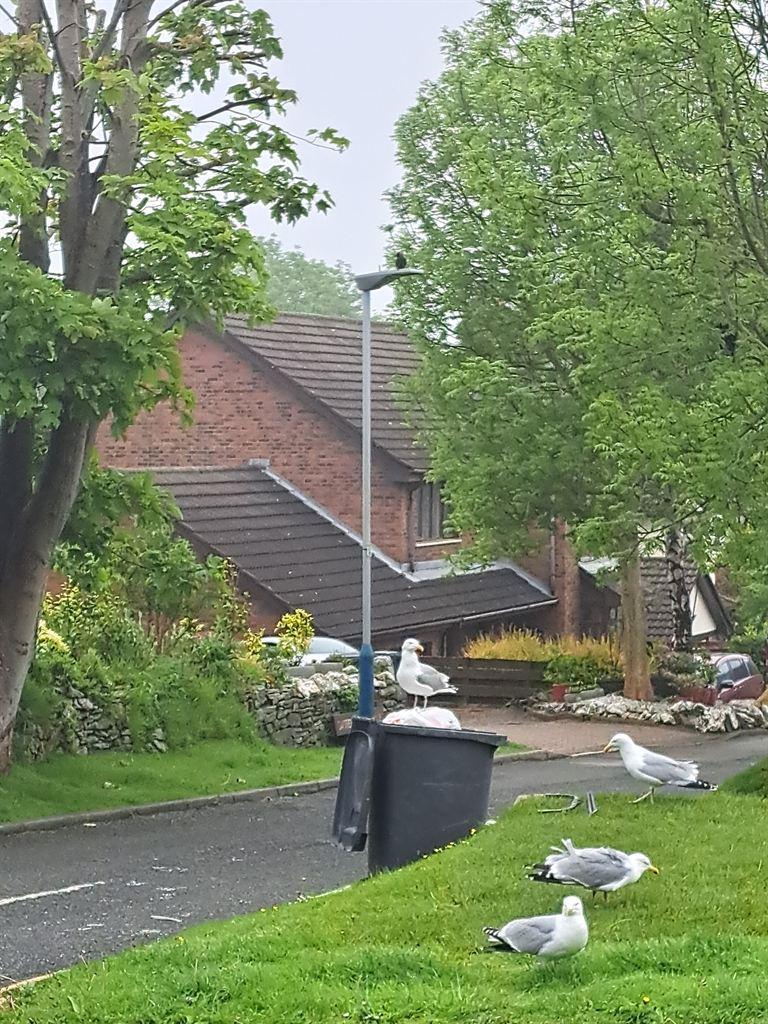 gulls