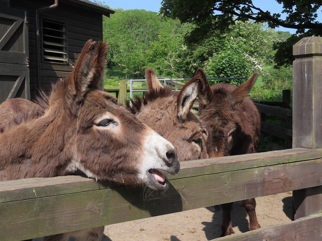 donkeys2