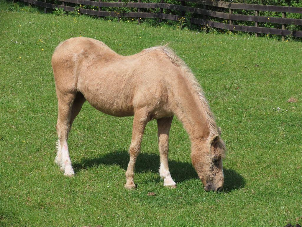 smallhorse