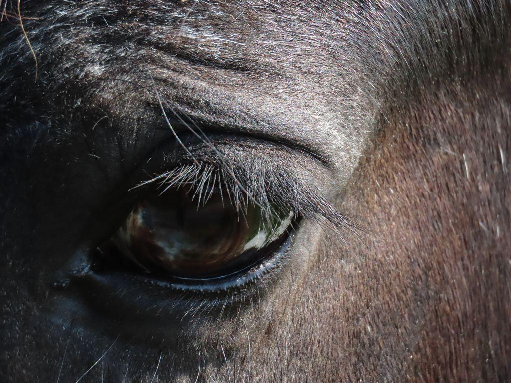 eye