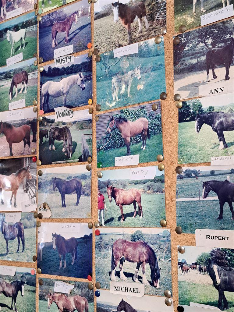 horse